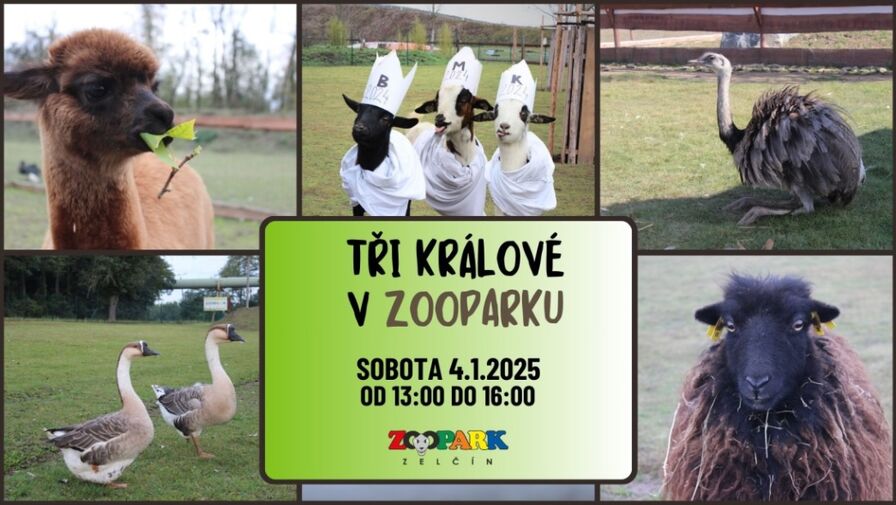 TŘI KRÁLOVÉ V ZOOPARKU 